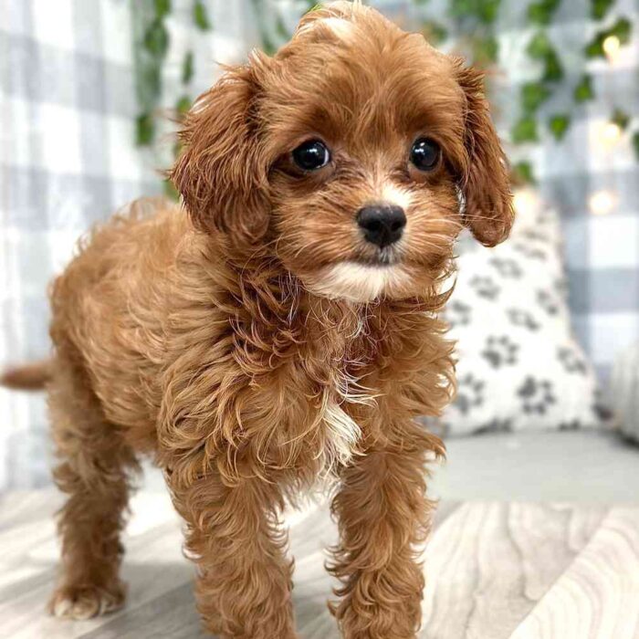 Jazz - Loyal Cavapoo Puppy for Sale in Georgia - Image 5