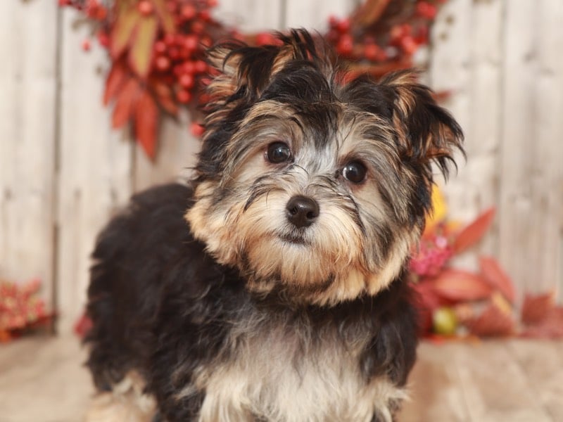 Jewel- Alluring Fun-Loving Yochon - Image 4