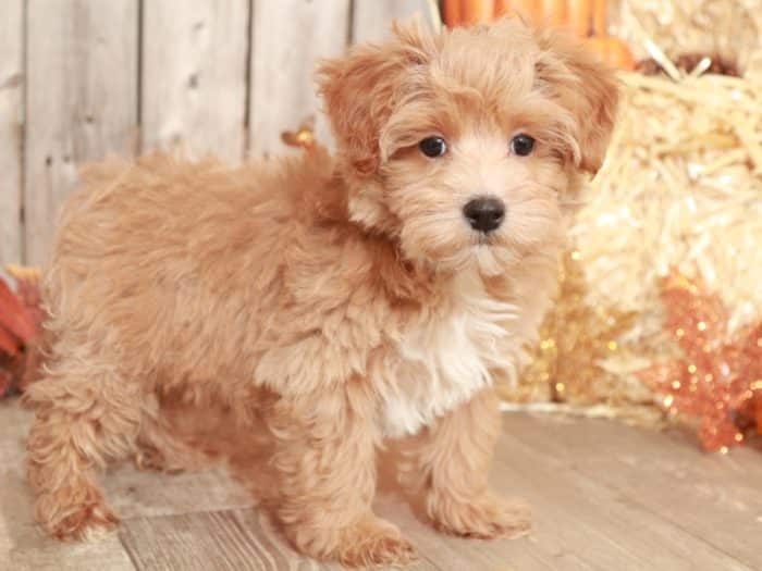 Jinx - Charming MaltiPoo - Image 5