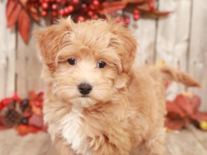 Jinx - Charming MaltiPoo - Image 4
