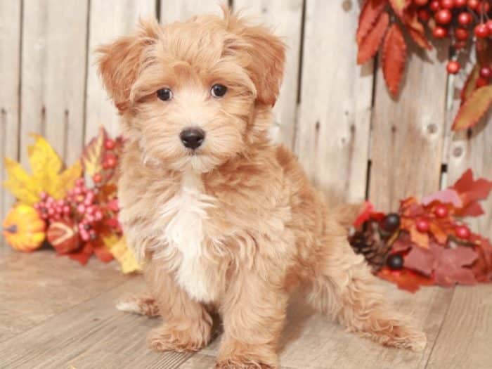 Jinx - Charming MaltiPoo