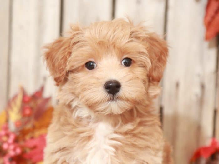 Jinx - Charming MaltiPoo - Image 3