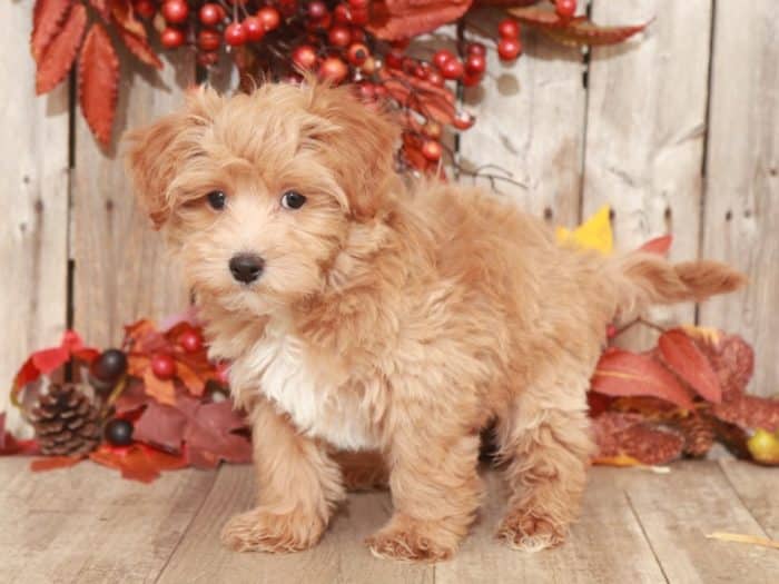 Jinx - Charming MaltiPoo - Image 2
