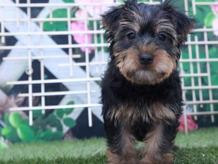 Joey - Good Looking Male Yochon Puppy
