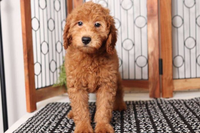 Joey- Rambunctious Male F1B Mini Goldendoodle