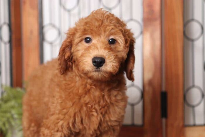 Joey- Rambunctious Male F1B Mini Goldendoodle - Image 2