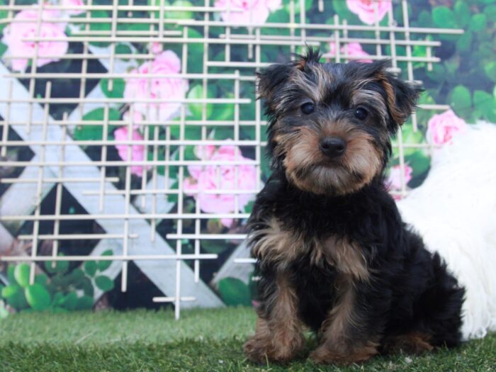 Joey - Good Looking Male Yochon Puppy - Image 2