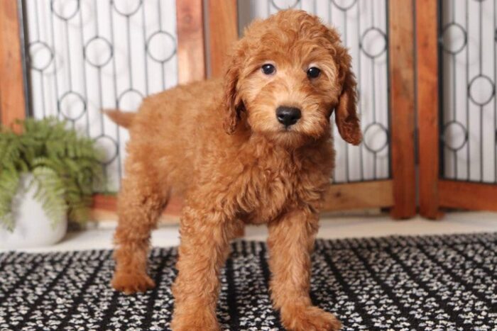 Joey- Rambunctious Male F1B Mini Goldendoodle - Image 3