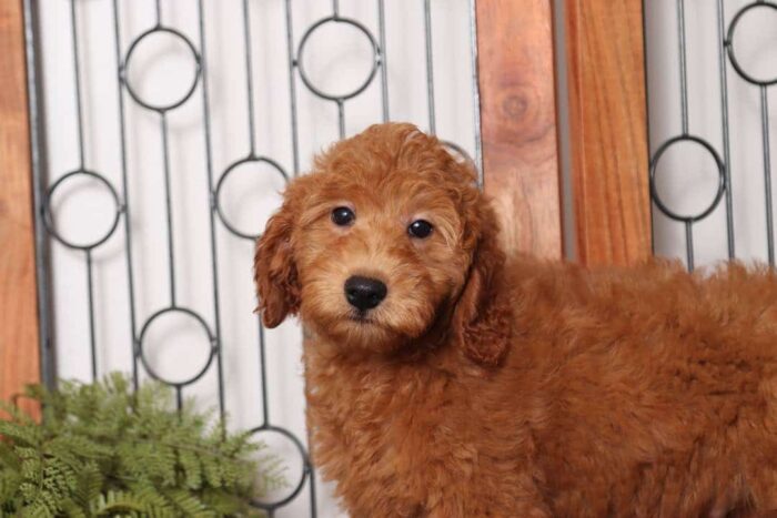 Joey- Rambunctious Male F1B Mini Goldendoodle - Image 4