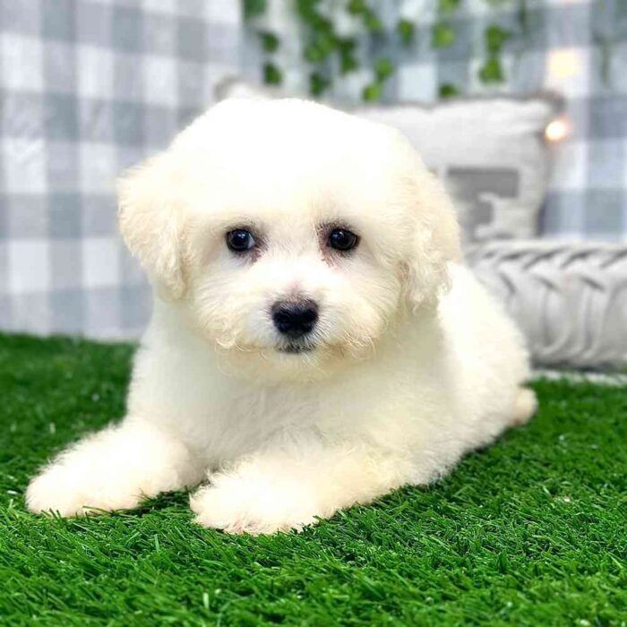 John-Bichon-Puppy-1.jpg