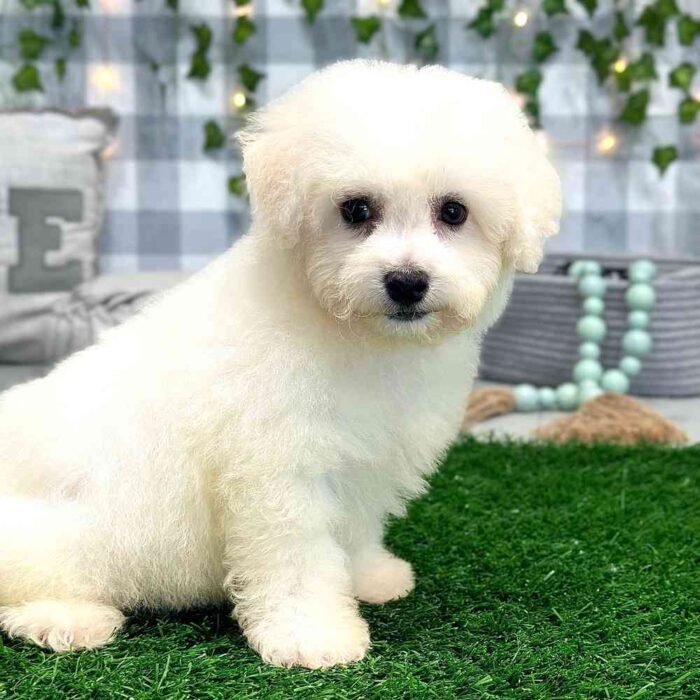 John-Bichon-Puppy-2.jpg