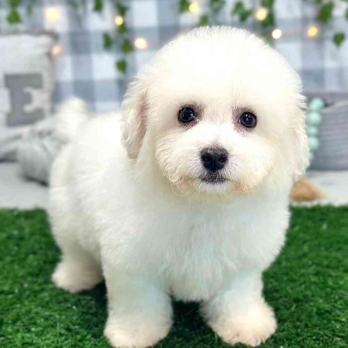 John-Bichon-Puppy-3.jpg