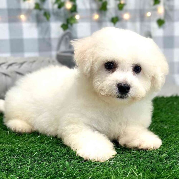 John-Bichon-Puppy-4.jpg