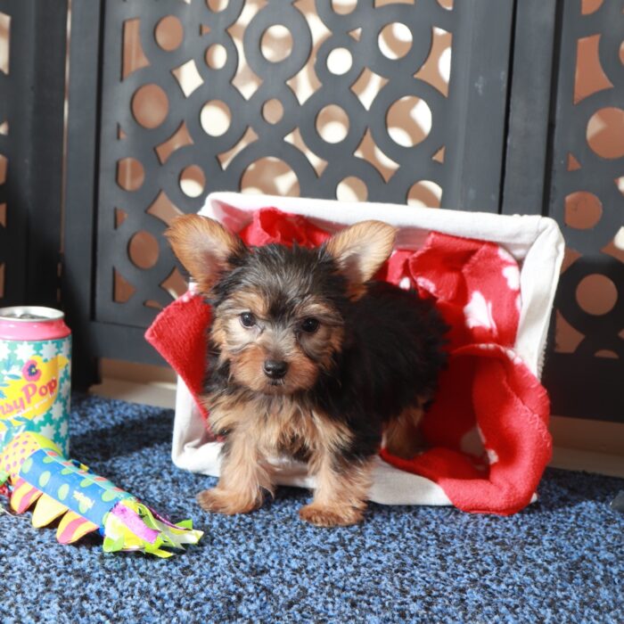 Jolene-Teacup ACA-Yorkie