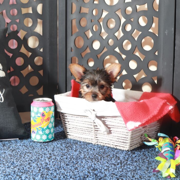 Jolene-Teacup ACA-Yorkie - Image 3