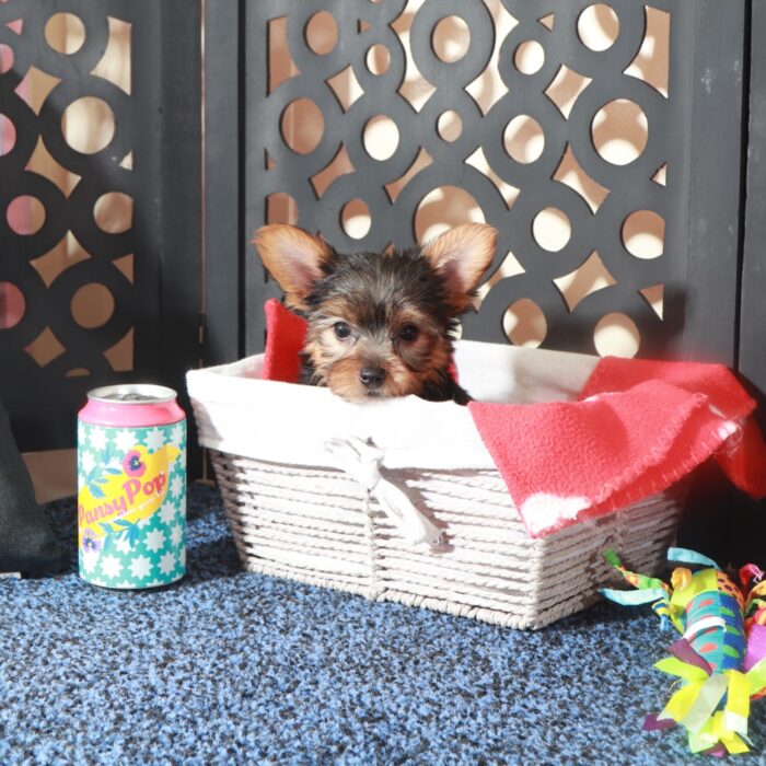 Jolene-Teacup ACA-Yorkie - Image 4