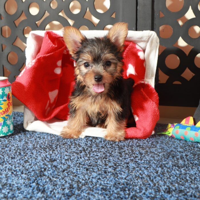 Jolene-Teacup ACA-Yorkie - Image 5