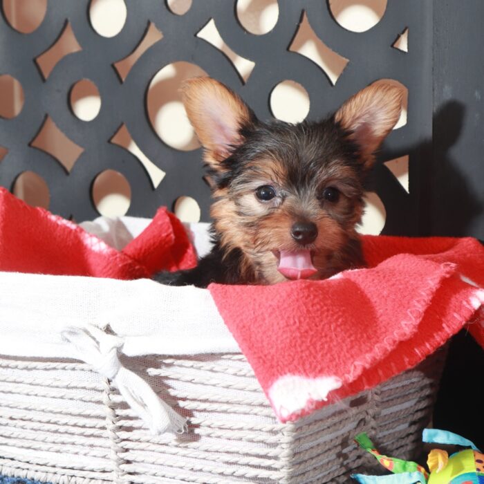 Jolene-Teacup ACA-Yorkie - Image 6