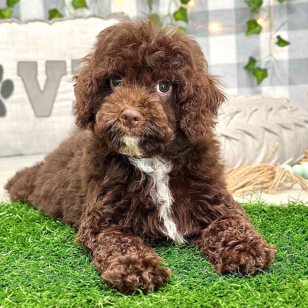 Jonas - Sweet Cavapoo Puppy