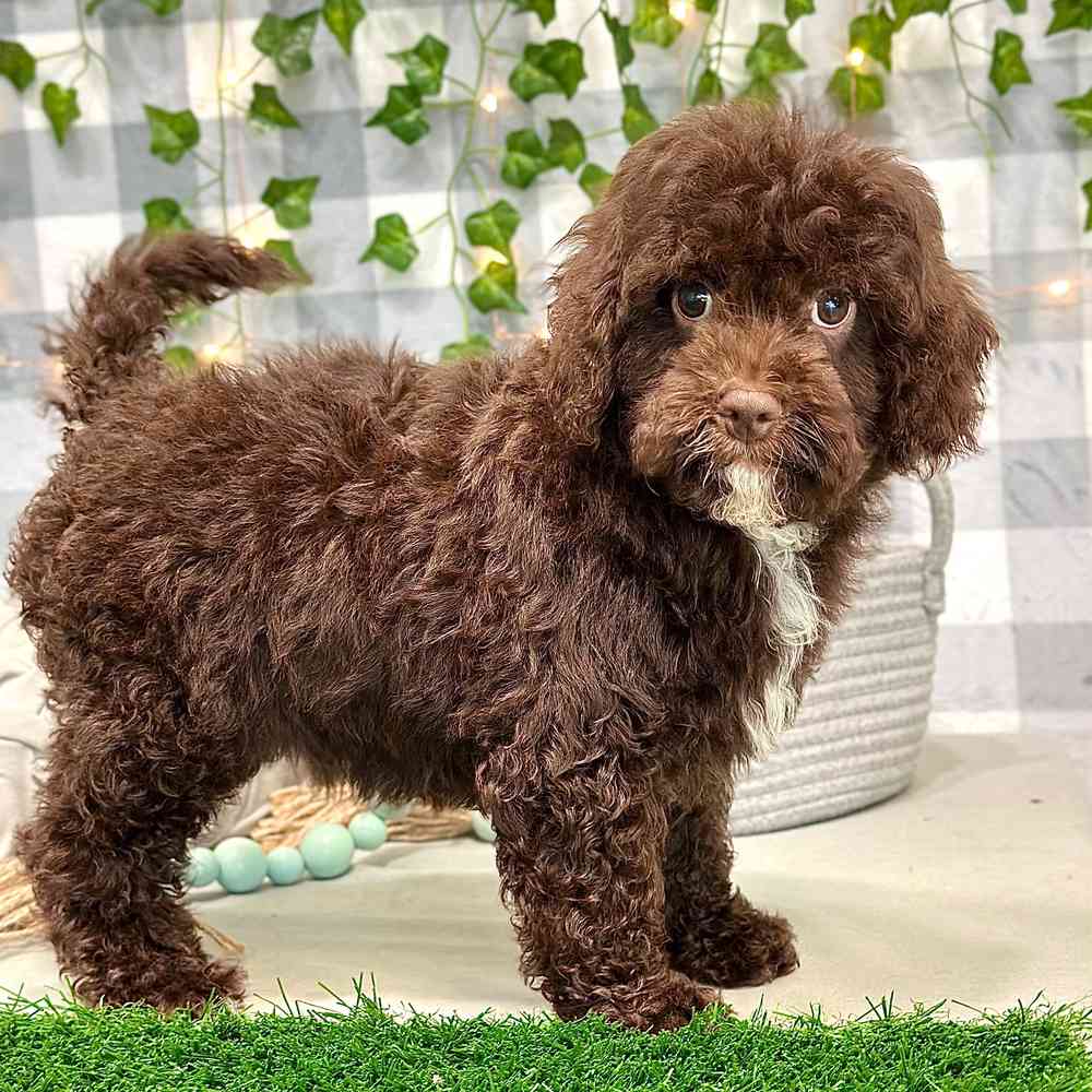 Jonas - Sweet Cavapoo Puppy - Image 5