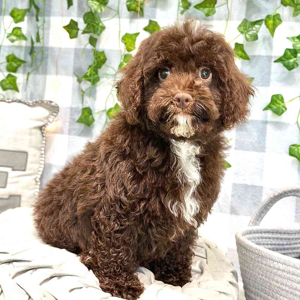 Jonas - Sweet Cavapoo Puppy - Image 3