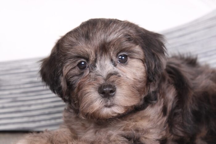Jordan - Breathtaking Chocolate Merle Male Shihpoo Puppy