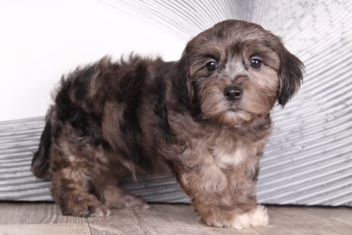 Jordan - Breathtaking Chocolate Merle Male Shihpoo Puppy - Image 2