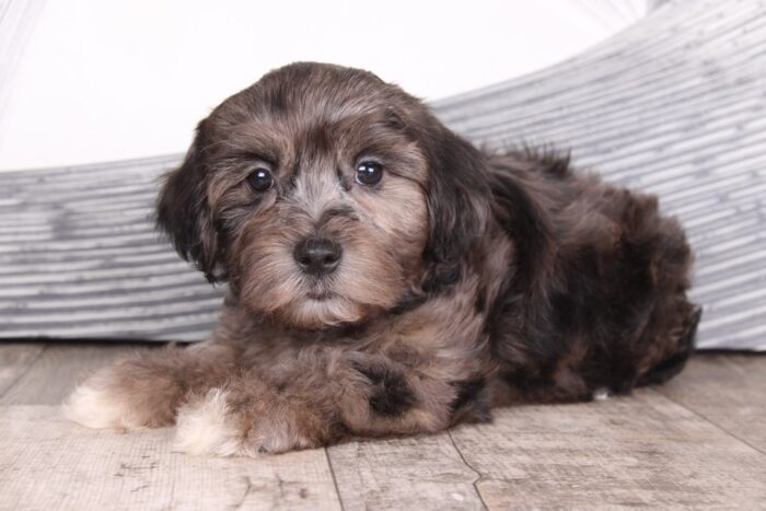 Jordan - Breathtaking Chocolate Merle Male Shihpoo Puppy - Image 3