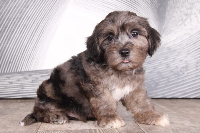 Jordan - Breathtaking Chocolate Merle Male Shihpoo Puppy - Image 4