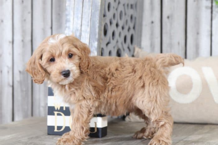 Jordi - Playful male Cockapoo - Image 3