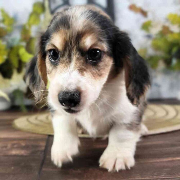 Joseph - Cuddly Dachshund Puppy