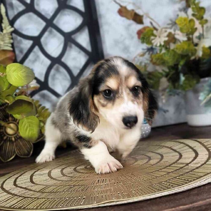 Joseph - Cuddly Dachshund Puppy - Image 2
