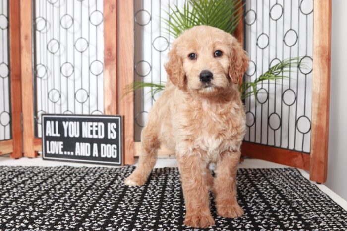Joyce - Cuddly Tan Female Mini F1B Goldendoodle Puppy