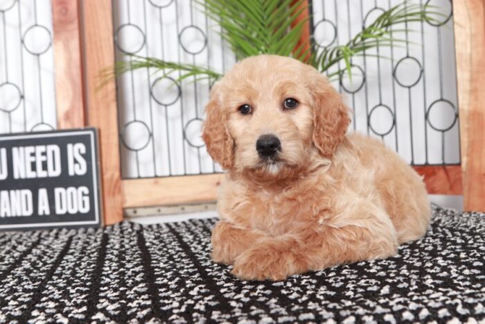 Joyce - Cuddly Tan Female Mini F1B Goldendoodle Puppy - Image 2