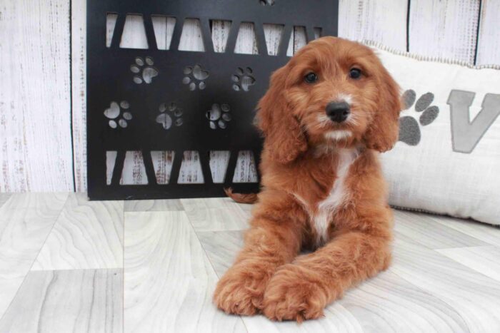 June- Cool Red Female Irish Doodle Puppy