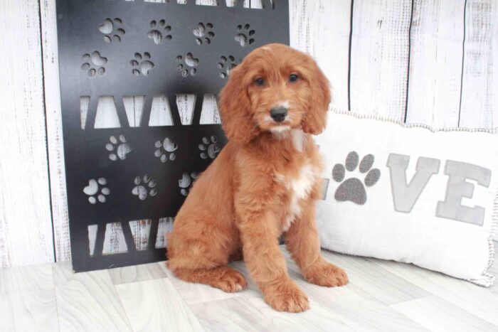 June- Cool Red Female Irish Doodle Puppy - Image 4