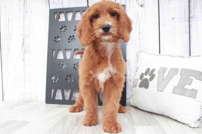 June- Cool Red Female Irish Doodle Puppy - Image 3
