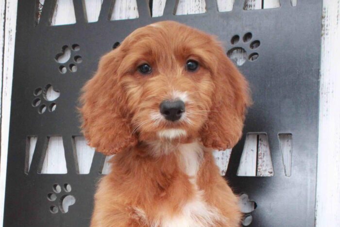 June- Cool Red Female Irish Doodle Puppy - Image 2