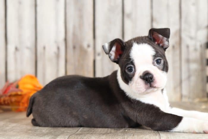 Junior - Awesome  Boston Terrier