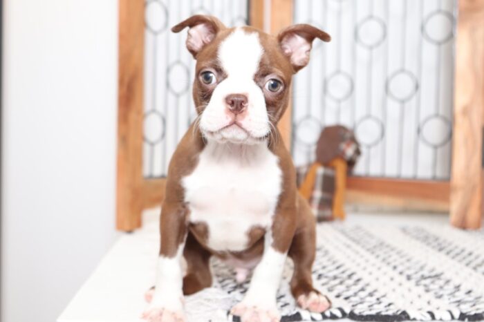 Junior- Handsome AKC Male Boston Terrier