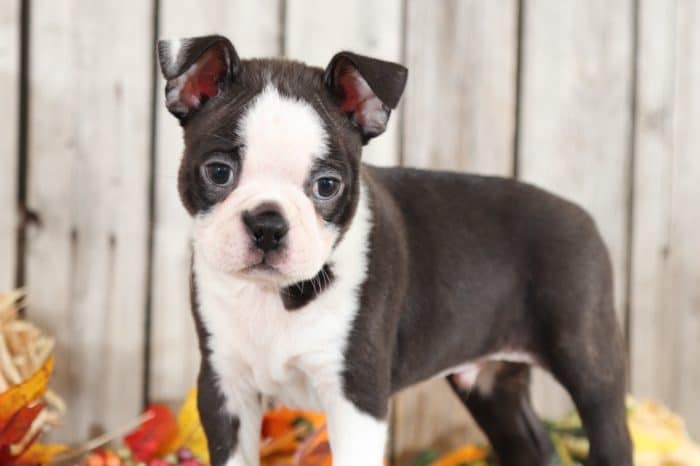 Junior - Awesome  Boston Terrier - Image 2