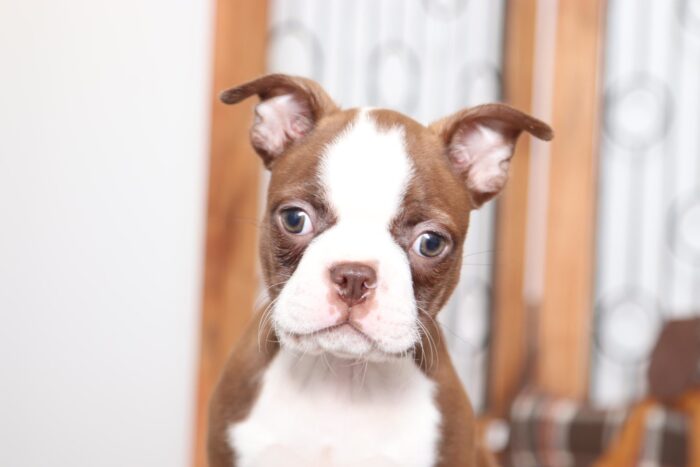 Junior- Handsome AKC Male Boston Terrier - Image 3