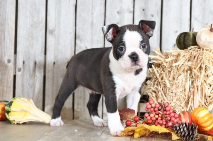 Junior - Awesome  Boston Terrier - Image 3