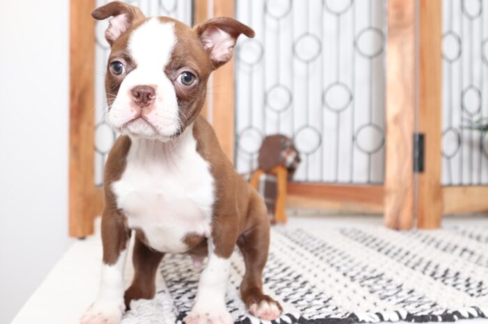 Junior- Handsome AKC Male Boston Terrier - Image 4