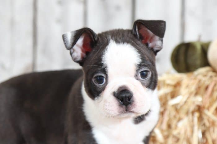 Junior - Awesome  Boston Terrier - Image 4