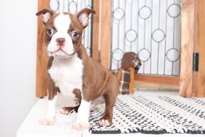 Junior- Handsome AKC Male Boston Terrier - Image 5