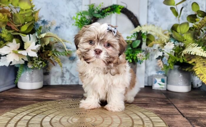 Juno - Cute Female Teddy Bear Puppy for Sale in Florida - Image 4