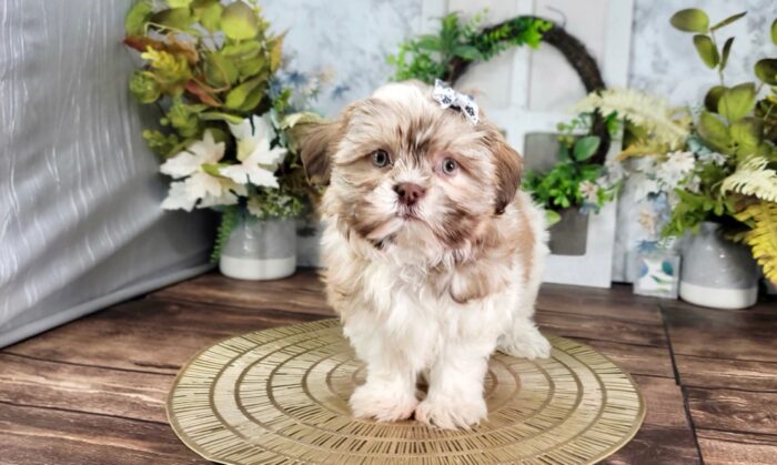 Juno - Cute Female Teddy Bear Puppy for Sale in Florida