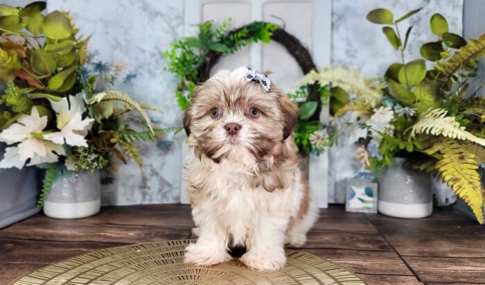 Juno - Cute Female Teddy Bear Puppy for Sale in Florida - Image 3