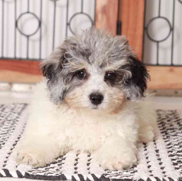 Justin - Lively Poochon Puppy for Sale in Florida